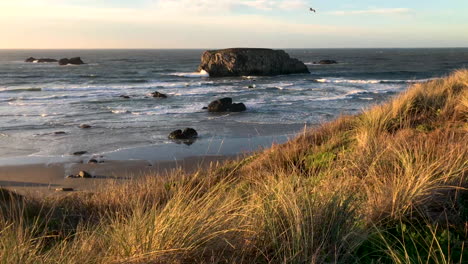 Camera-tilting-up-from-grass-swaying-in-wind,-revealing-beautiful-beach-and-rocks-at-Bandon-Beach-in-Southern-Oregon