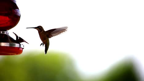 Kolibri-Besucht-Den-Futterhäuschen-An-Einem-Heißen-Sommertag