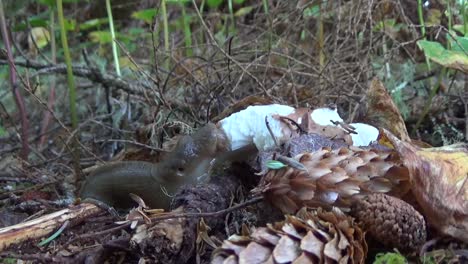 Just-a-slug-eating-a-mushroom