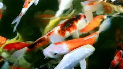 beautiful-japanese-koi-fish-in-pond