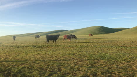 Beautiful-rural-farm-scenery-with-herd-of-cows-grazing-on-green-pasture-during-early-morning-sunrise-light