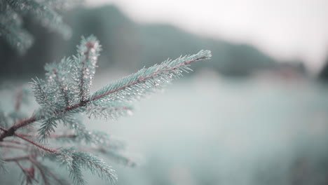 Evergreen-Pine-Tree-Branch-Close-Up-With-Raindrops-and-Frost-on-Pine-Needles-during-Winter-Branch-Waves-in-slight-Breeze-with-Out-of-Focus-Field-and-Mountain-Range-In-Background-4K-ProRes