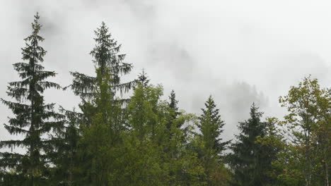 Rainy-day-in-Alpine-valley-with-low-clouds,-Logarska-dolina,-Slovenia,-clouds-and-fog-slowly-moving-behind-trees,-unpredictable-mountain-weather,-danger-for-hikers-and-climbers,-HD