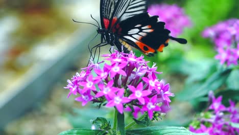 Schmetterling-Frisst-Nektar-In-Zeitlupe