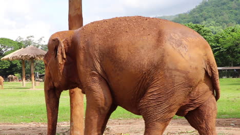 Seitenansicht-Eines-Großen-Elefanten,-Der-In-Zeitlupe-Vorbeiläuft
