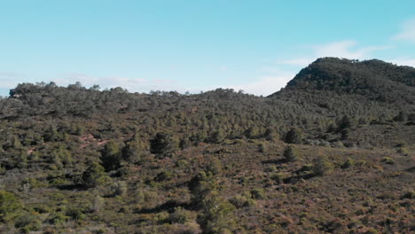 Bosque-De-Pinos-En-Las-Montañas-De-Calderona,-España