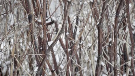 Close-up-slow-motion-snow-covered-twigs-with-snow-falling-through-frame