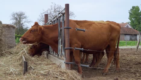 Kühe-Füttern-Mit-Heu-In-Einer-Ländlichen-Gegend-Kroatiens