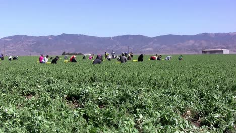 Mexican-field-workers-harvesting-beans-in-California,-USA