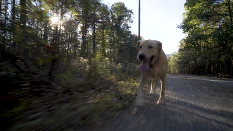Yellow-lab-walking-very-fast-up-a-country-road-with-the-sun-glinting-through-the-trees