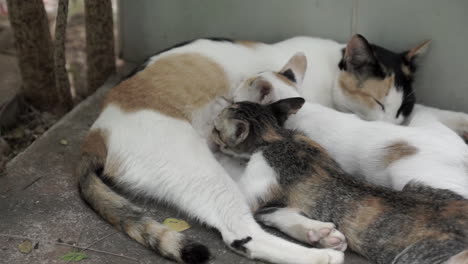Streunende-Katzenmutter-Füttert-Ihre-Beiden-Kätzchen,-Die-Auf-Dem-Boden-Eines-Verlassenen-Haushinterhofs-Liegen