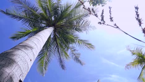 Palmen-Zur-Sonnigen-Tageszeit
