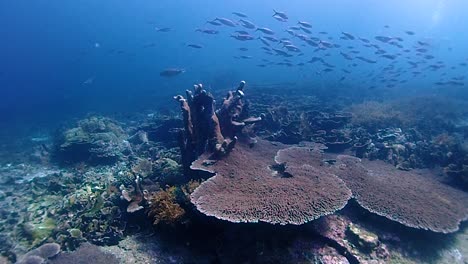 Un-Arrecife-De-Coral-Saludable-En-Indonesia-Con-Muchos-Peces.