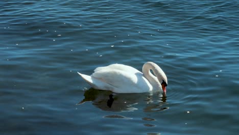 Slow-motion-of-a-swan-drinking-in-an-Italian-lake