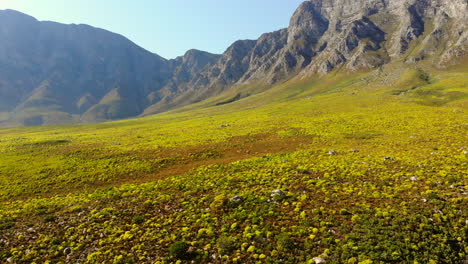 Vogelperspektive-über-Leuchtend-Gelbe-Fynbos-Büsche-Und-Sträucher-Mit-Blauen-Bergen-Als-Hintergrund