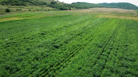 Aerial-of-watering-plants-on-a-potatoe-field,-plentation