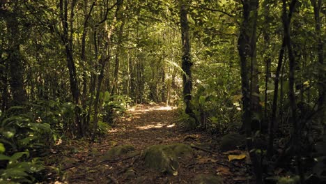Hiker-point-of-view-walking-on-trail-through-tropical-rainforest-wilderness