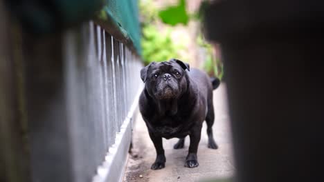 Old-black-pug-outside-looking-out-of-a-gate-then-at-the-camera-before-walking-off