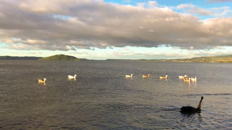 Two-black-swans-and-a-row-of-ducks-swim-across-the-lake-during-a-cloudy-day-in-Rotorua,-New-Zealand