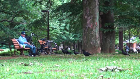 Un-Hombre-Sentado-En-Un-Banco-Y-Alimentando-Cuervos-En-El-Parque-Yoyogi