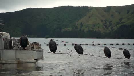 Black-mussel-farm-buoys-hanging-from-boat-with-seagulls-in-background