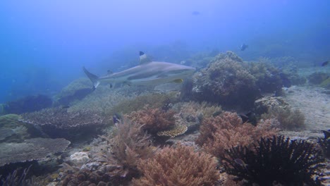 Erstaunliche-Begegnung-Mit-Einem-Großen-Schwarzspitzen-Riffhai,-Der-In-Einer-Farbenfrohen-Unterwasserumgebung-Vorbeischwimmt