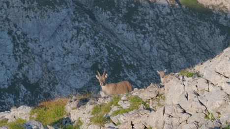 FULL-SHOT-of-mountain-goats-including-a-kid-standing-on-the-rocky-slopes-of-Schneibstein