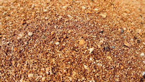 Ameisen-Laufen-über-Erde,-Dringen-In-Löcher-Ein,-Kamerafahrt-Mit-Einem-Weitwinkelobjektiv