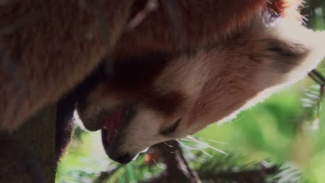 Nahaufnahme-Eines-Schlafenden-Roten-Pandas