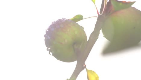 Nahaufnahme-Eines-Apfels-Im-Apfelbaum-Mit-Sonneneinstrahlung