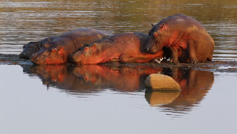 Un-Hipopótamo-Parte-De-Una-Pequeña-Manada,-Se-Sienta-Y-Abre-La-Boca,-Sacudiendo-La-Cabeza