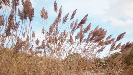 Autumn---Fall-Reeds-Blowing-And-Swaying-In-The-Wind,-In-Slow-Motion