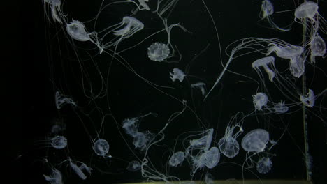 Medusas---Chrysaora-Quinquecirrha---Muchas-Pequeñas-Medusas-Blancas-Con-Largos-Tentáculos-Flotan-En-El-Agua