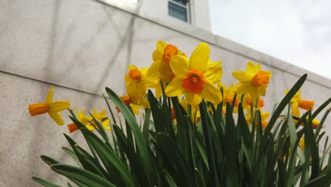 A-slow-camera-pan-on-a-group-of-yellow-Daffodils-in-a-spring-garden-waving-in-the-wind