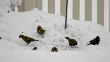 Spatzen,-Hausfinken-Und-Amseln-Fressen-Bei-Starkem-Schneefall-Samen-Unter-Einem-Vogelhäuschen