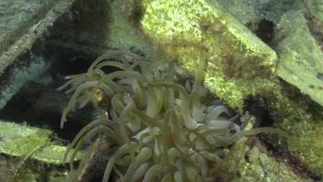 Anemone-on-airplane-wreck