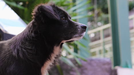 A-close-up-tripod-shot-of-a-profile-of-a-homeless-crossbreed-dog-in-Thailand,-starring-in-one-place-and-sticking-his-tongue-out-licking-his-mouth-begging-for-food