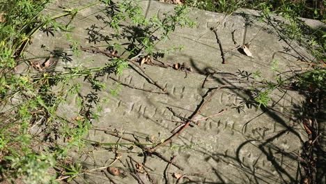 Wunderschön-Geschnitzte-Jüdische-Grabsteine-Mit-Hebräischen-Inschriften-Auf-Dem-Jüdischen-Friedhof-In-Zdunska-Wola-Polen
