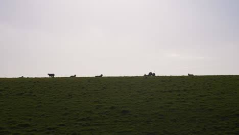 Schafe-Bei-Sonnenuntergang-Auf-Den-Hügeln-Der-Landschaft