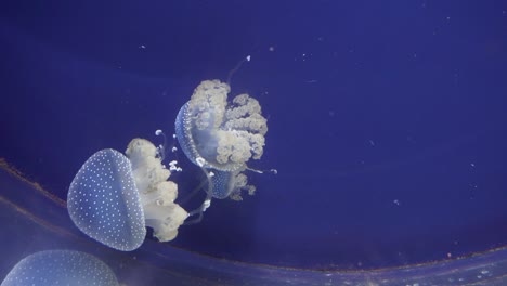 Cerca-De-Medusas-Nadando
