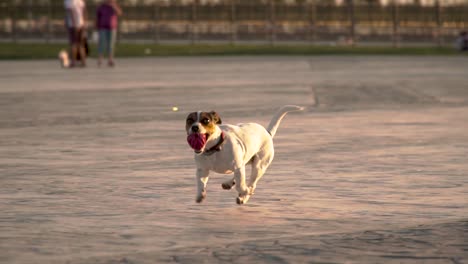 A-small-Jack-Russell-runs-with-a-ball-in-its-mouth-at-a-outdoor-dog-park