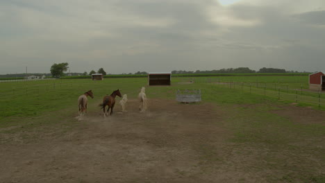 Paso-Elevado-De-Caballos-Y-Un-Pony-En-Un-Rancho-De-Caballos-Mientras-Deambulan-Por-El-Corral