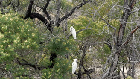 Two-sulphur-crested-cockatoos-perched-in-a-burnt-gum-tree