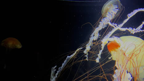 Jellyfish---Chrysaora-Belvola---at-Kamon-Aquarium,-Japan