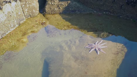 starfish-in-muriwai-auckland-new-zealand,-shallow-waters