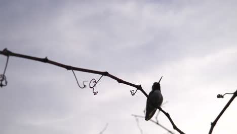 A-hummingbird-in-silhouette-flying-fast-and-landing-on-a-small-branch-to-rest-after-collecting-nectar-and-pollinating-plants-and-flowers