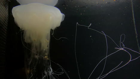 Jellyfish---Cyanea-Nozakii---at-Kamon-Aquarium,-Japan