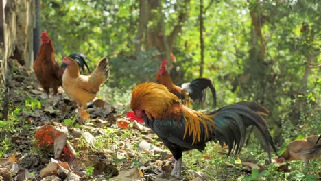 group-of-chickens-and-cock-feeding-together-in-mountain,-Chiang-Mai-,-Thailand