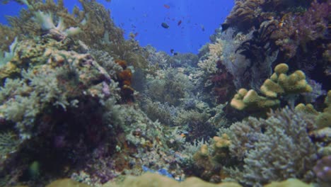 Die-Kamera-Gleitet-über-Ein-Wunderschönes-Korallenriff-Und-Am-Ende-Des-Clips-Sieht-Man-In-Der-Ferne-Taucher