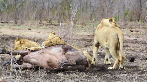 Three-young-nomadic-male-lions,-moments-after-taking-down-a-female-African-buffalo-thats-still-alive-and-kicking